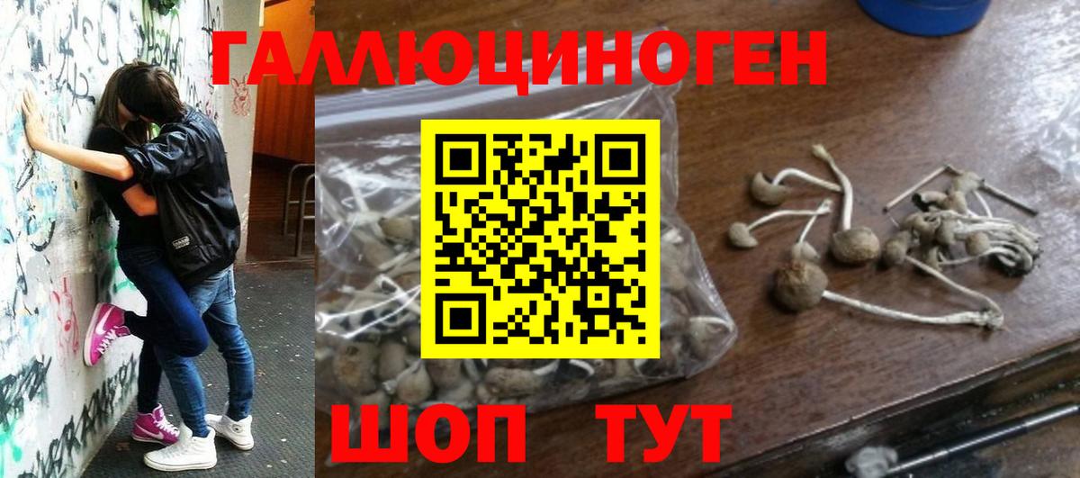 Псилоцибиновые грибы Psilocybe Новый Уренгой